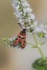 Zygaena fausta